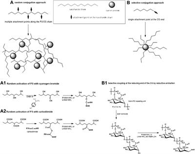 Exploring the variables influencing the immune response of traditional and innovative glycoconjugate vaccines